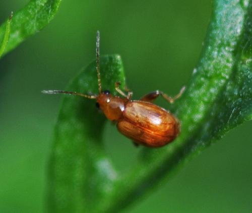Longitarsus jacobaeae